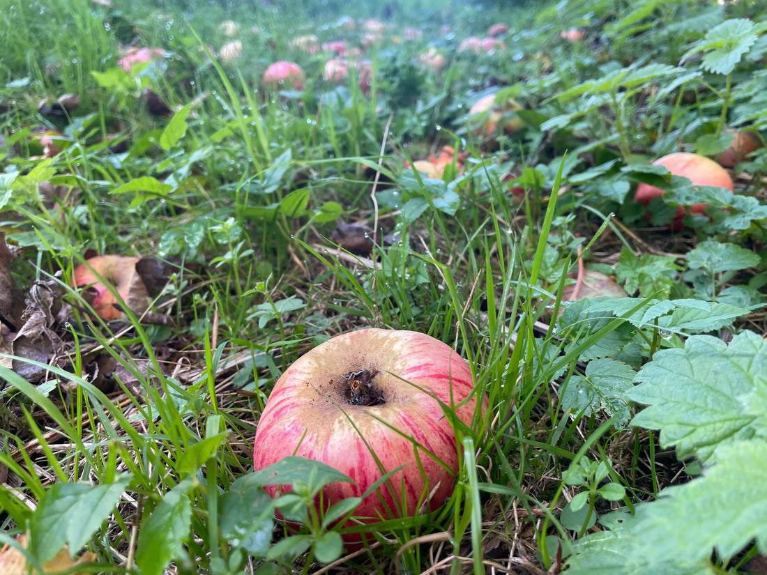 Nedfaldsæbler - hvad kan de bruges til?