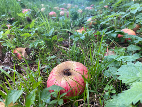 Nedfaldsæbler - hvad kan de bruges til?