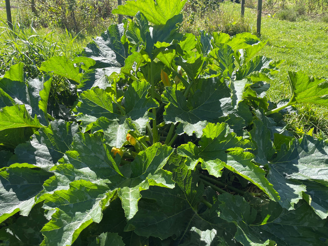 Squashglæder og små overraskelser