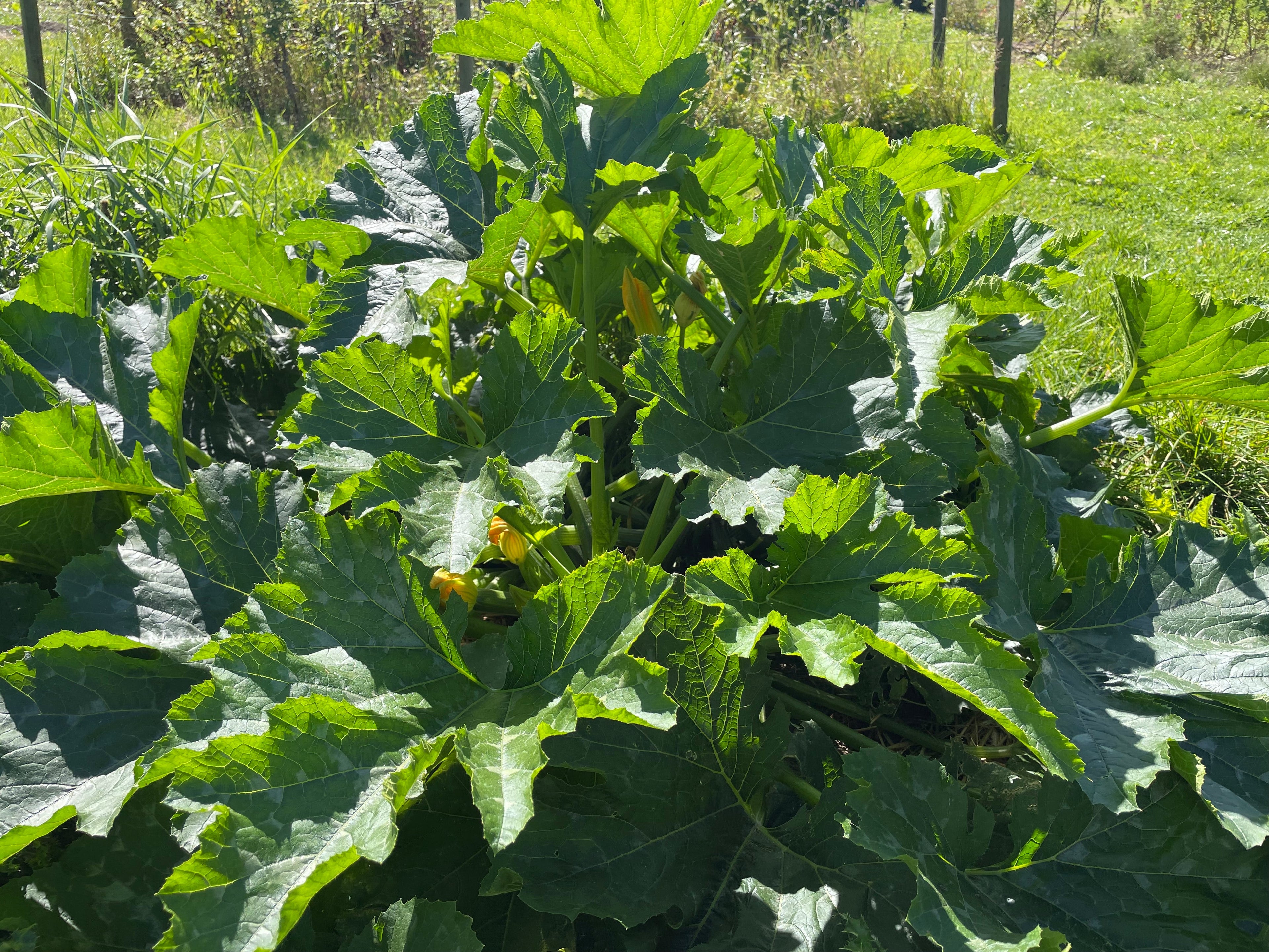 Squashglæder og små overraskelser